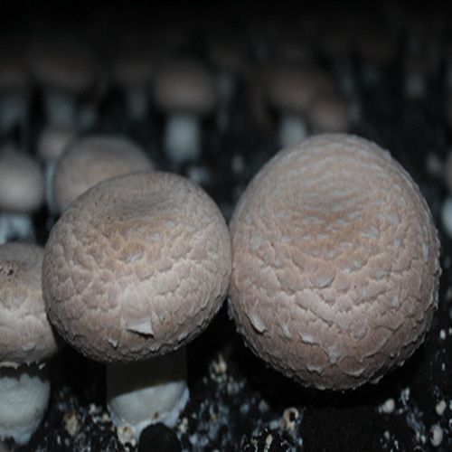 PORTABELLA MUSHROOM