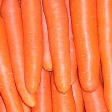 Fresh Carrot