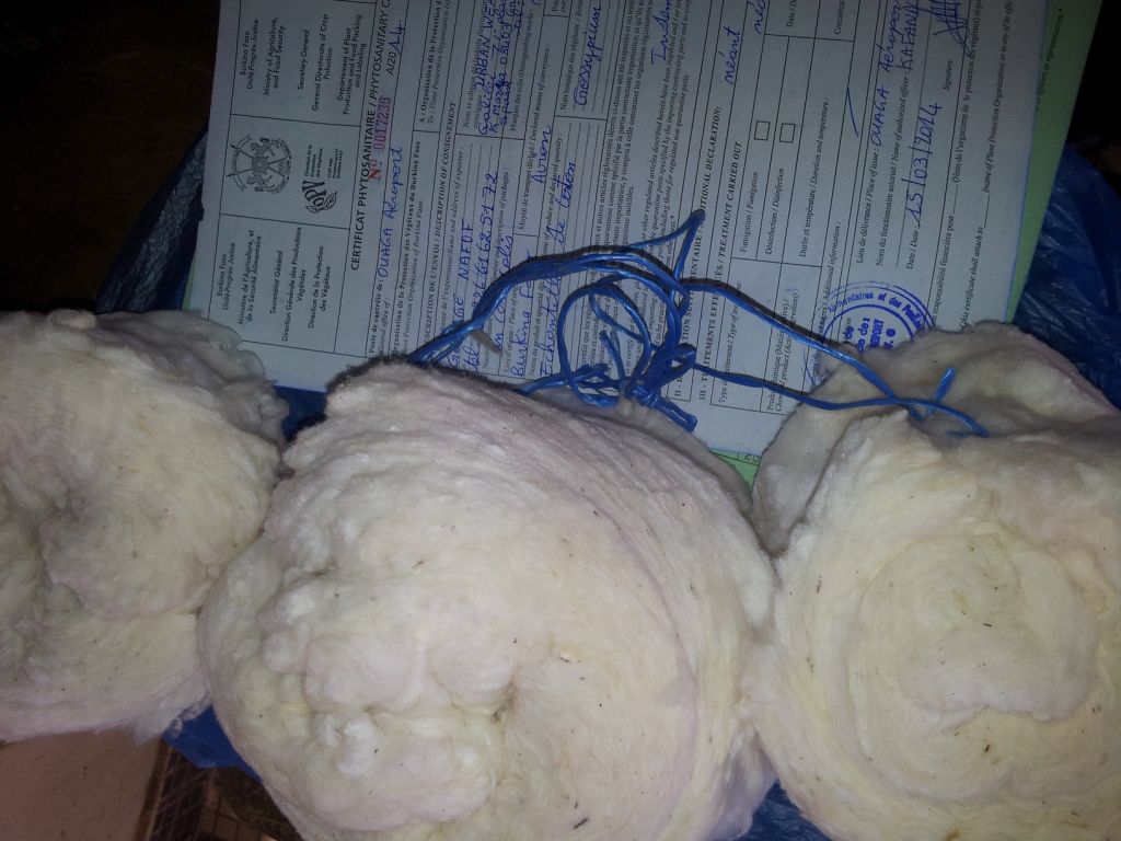 S bola Raw Cotton