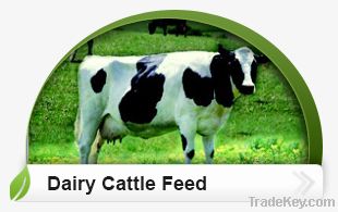 Dairy Cattle Feed