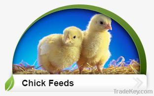 Chick Feeds