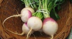 TURNIP 