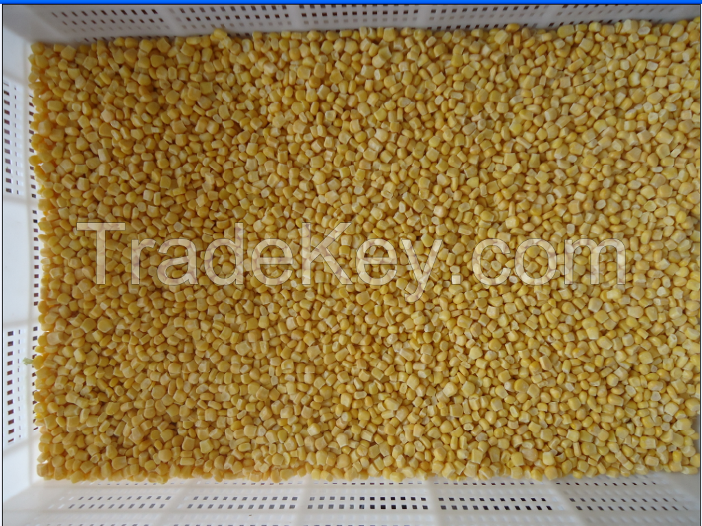 Frozen IQF sweet corn kernels