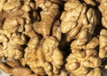 walnuts and walnuts kernels 