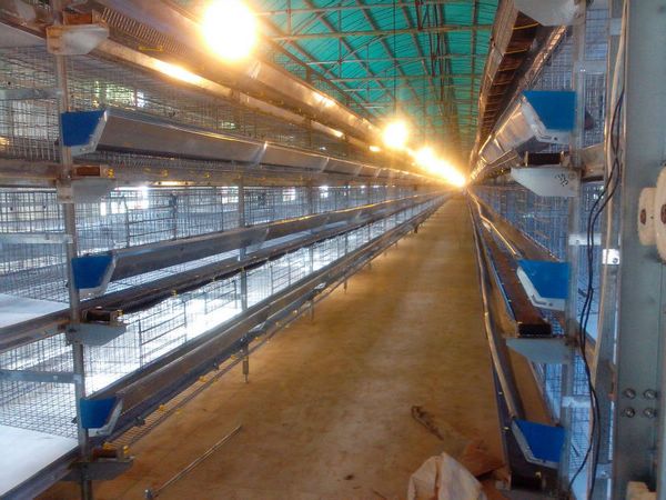 cheap layer cage for poultry chicken for pullet