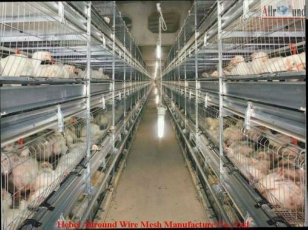 cheap layer cage for poultry chicken for pullet