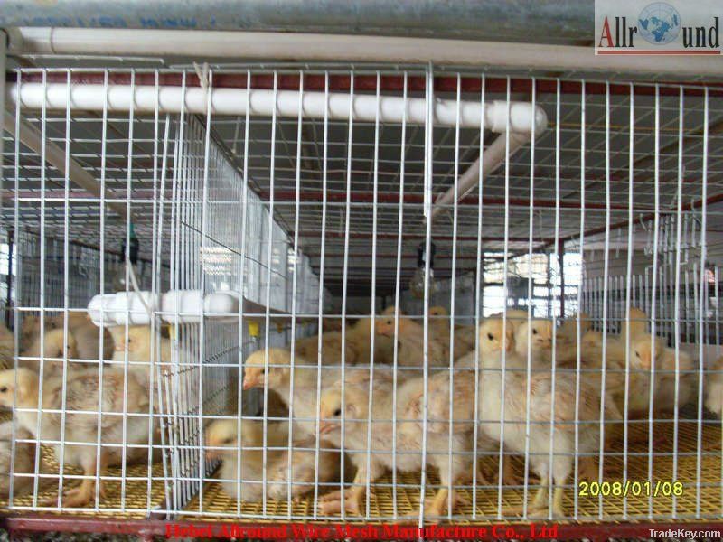 Baby chick cage & pullet cages for sell