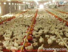 poultry raise floor system