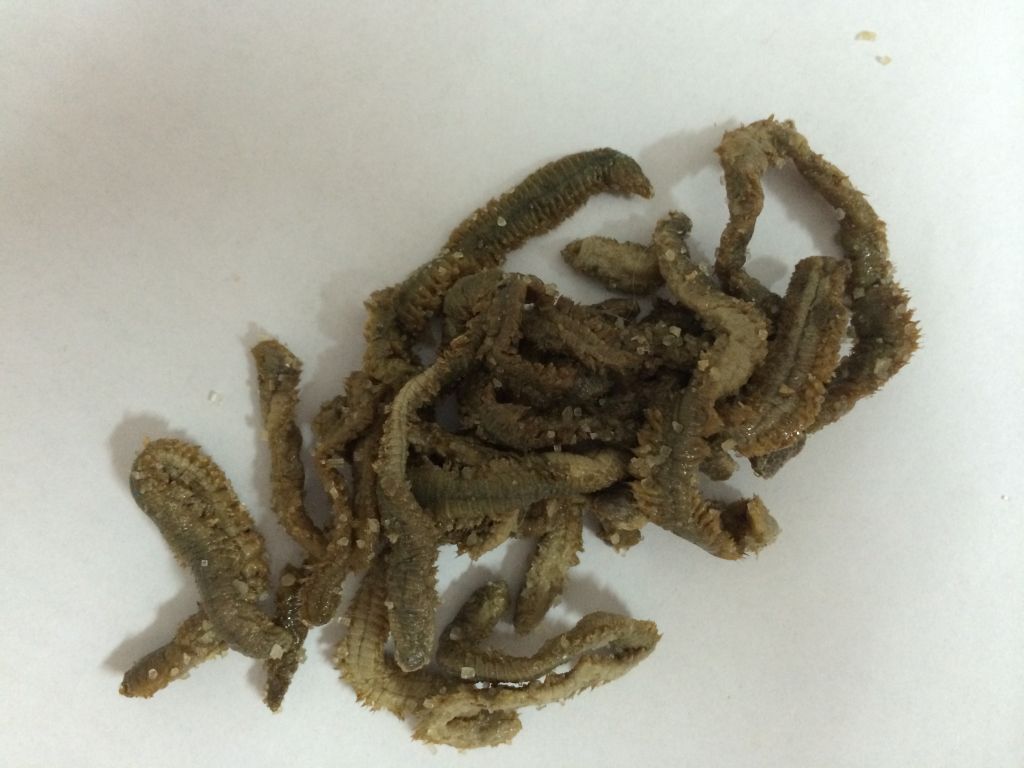 dry lugworm, dried lugworm, salt lugworm, salted lugworm, salting lugworm