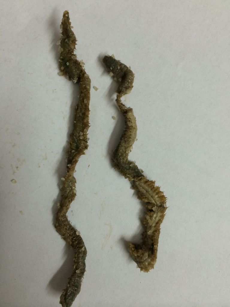 dry lugworm, dried lugworm, salt lugworm, salted lugworm, salting lugworm