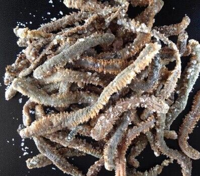 dry lugworm, dried lugworm, salt lugworm, salted lugworm, salting lugworm
