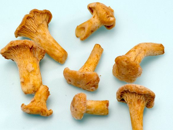 Iqf Cantharellus