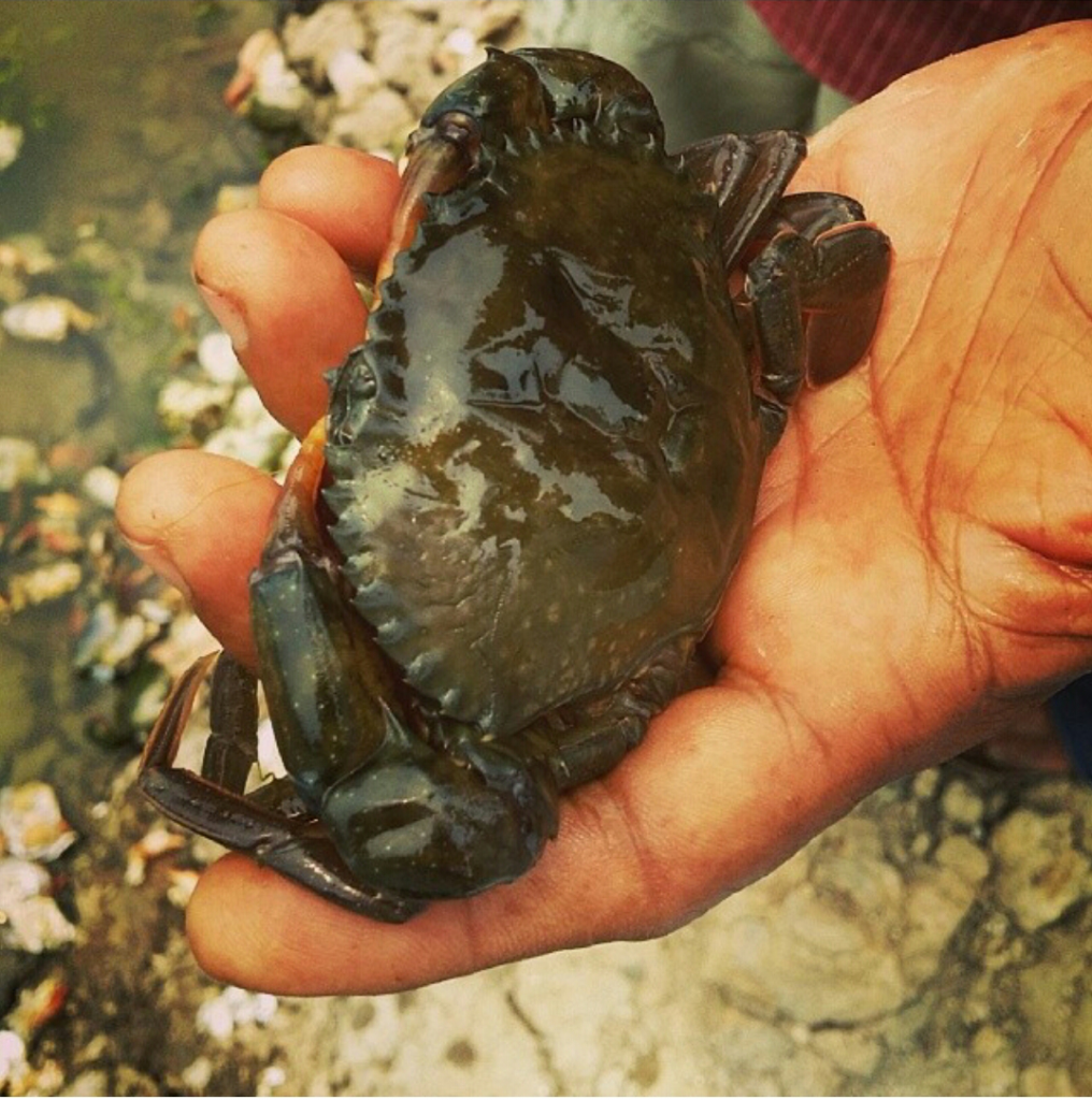 mud crab, seafood 