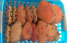 DRIED CRABS SHELL FOR EXPORT