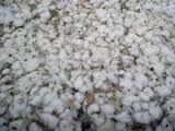 Raw Cotton,cotton Waste,cotton Seed,linter