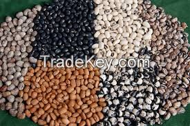 Moringa Seed,Spinash Seeds,Pomkin Seeds,Vegetable Seeds,Oil Seeds ,Water Melone Seeds ,Herbs Seeds ,Flower An All Types Of Seeds For Sale