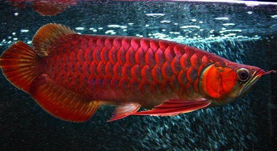 Healthy and the most colorful Aquarium Arowana Fishes For Sale