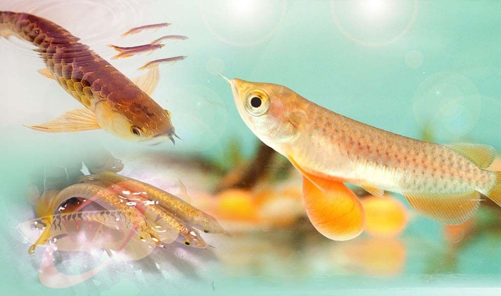 Healthy and the most colorful Aquarium Arowana Fishes For Sale