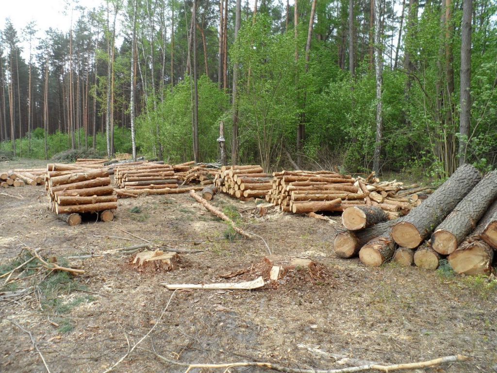 round pine logs