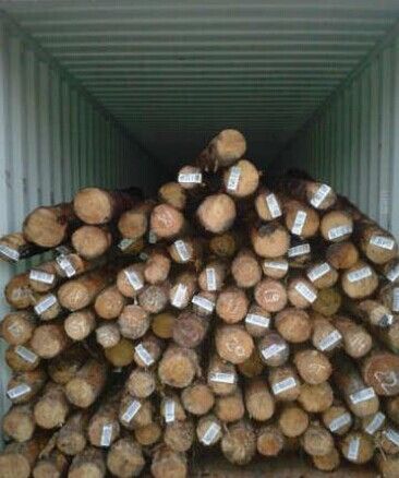 Brazil Pine Logs/Pine wood/Pine Timber