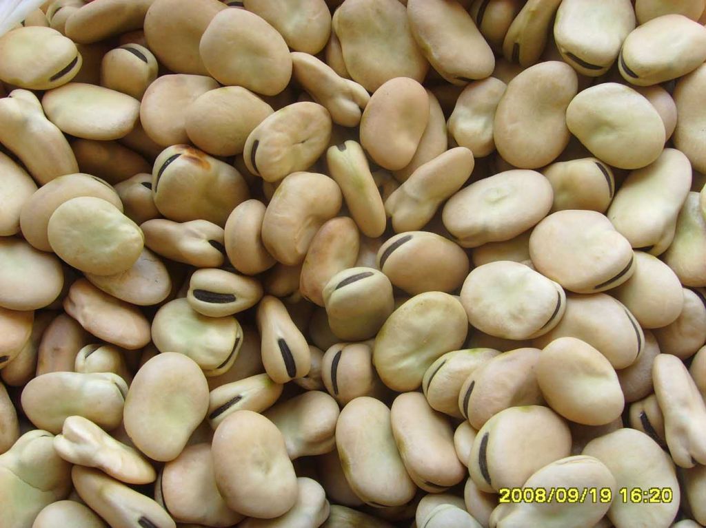 Peeled Broad Beans,Split broad bean, Salted and Fried Broad Bean 