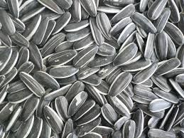 sunflower seeds, big size sunflower seeds.