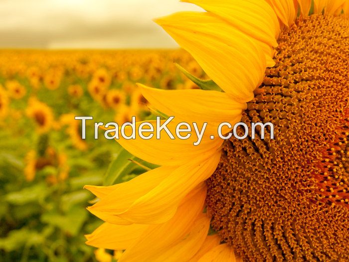 Crude sunflower oil