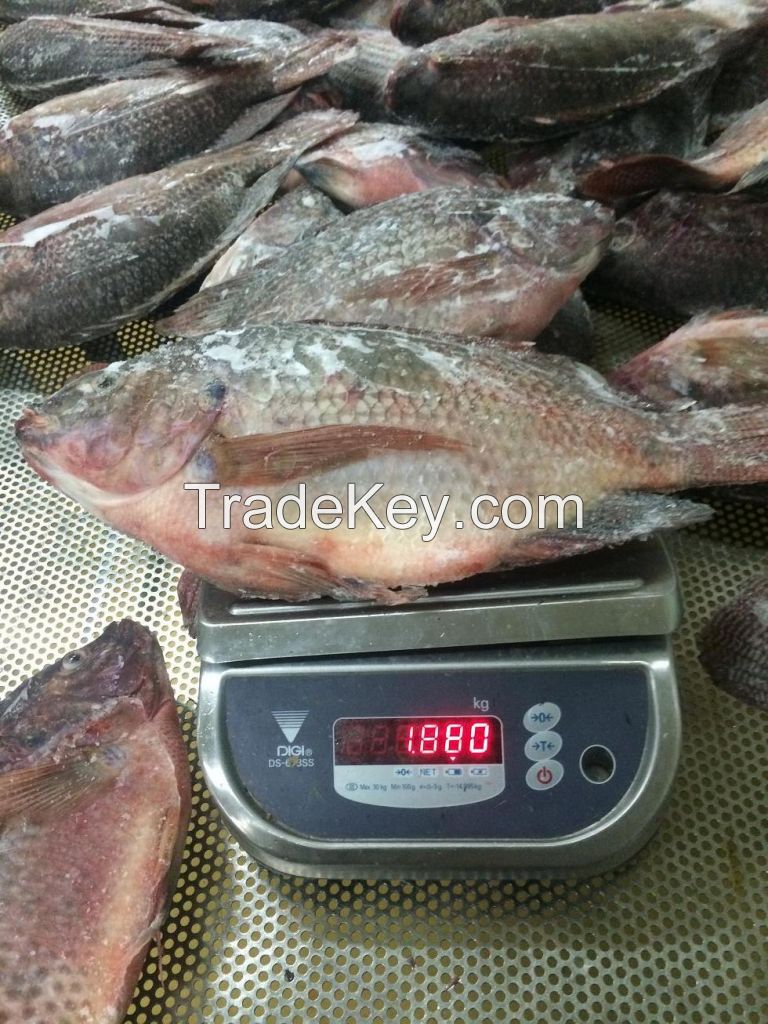 Quality Tilapia from Thailand