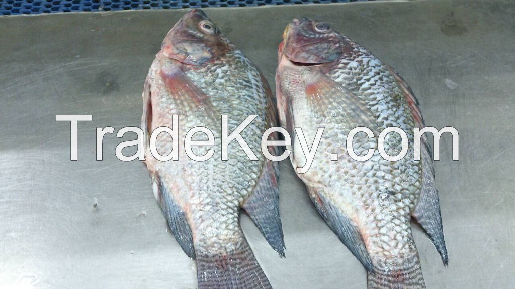 Quality Tilapia from Thailand