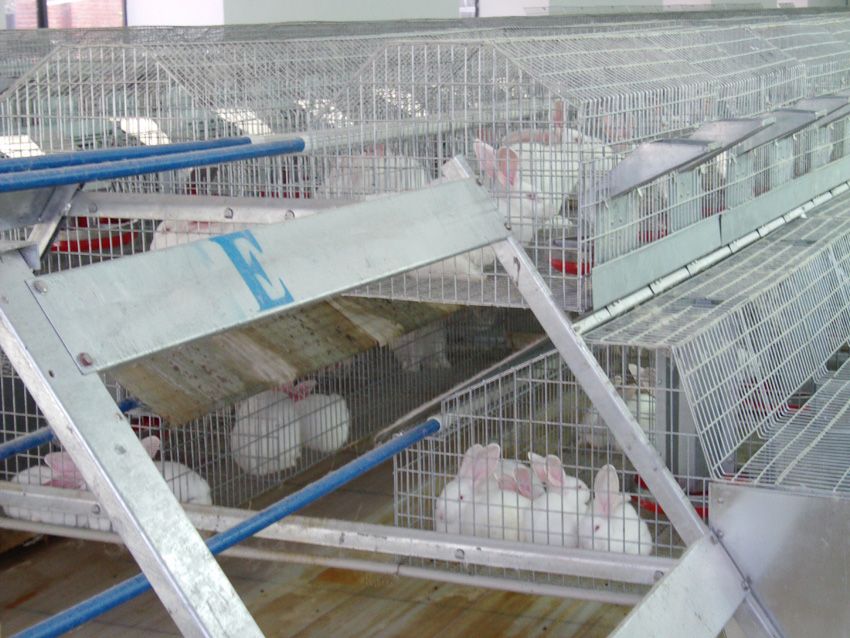 Rabbit batterry cage