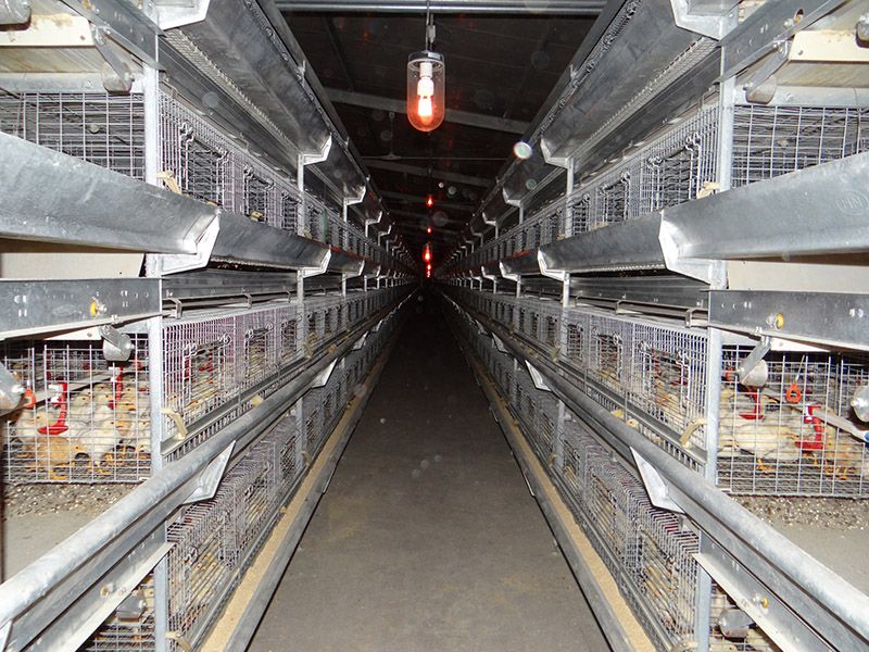 Chicken batterry cage
