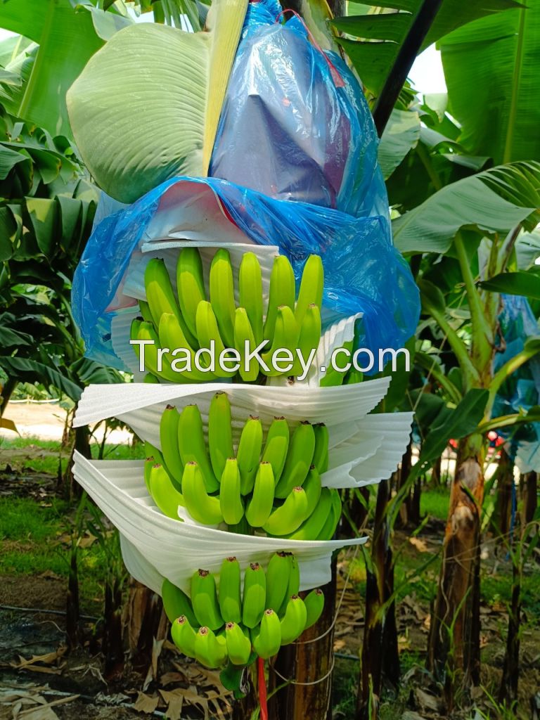 FRESH CAVENDISH BANANA