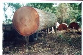 Timber logs,sawn timber.