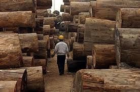 Timber logs,sawn timber.