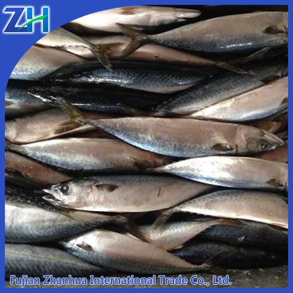 frozen pacific mackerel on sale