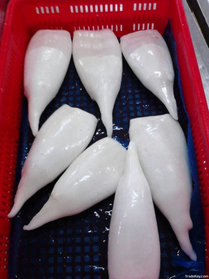 Frozen Squid Tube Iqf