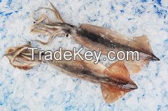 Frozen Whole Squid (todardes Pacificuse Or Illex)