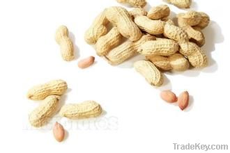 fengshunde peanuts