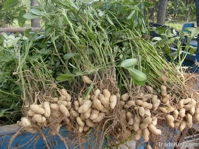 fengshunde peanuts