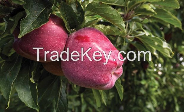 South Africa Fresh Apple, Golden Delicious, Top Red Apples, Gala Apple