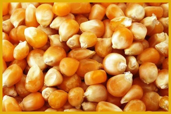 Indian Yellow Maize