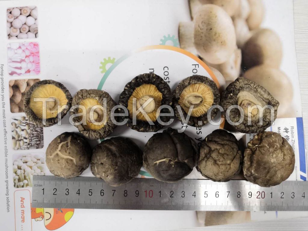 Dried Shiitake Mushroom