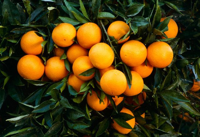 valencia orange