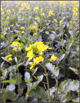 Cotton Plant 