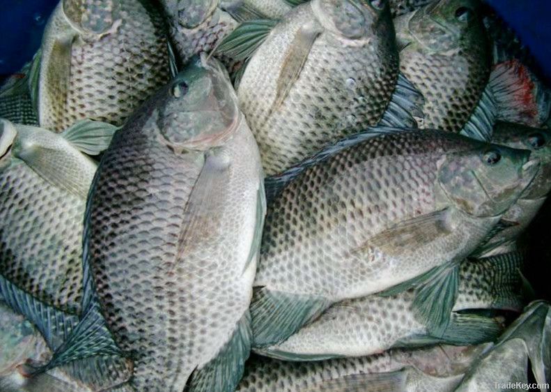 Frozen Tilapia Whole and Fillet