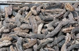 Dried sea cucumber