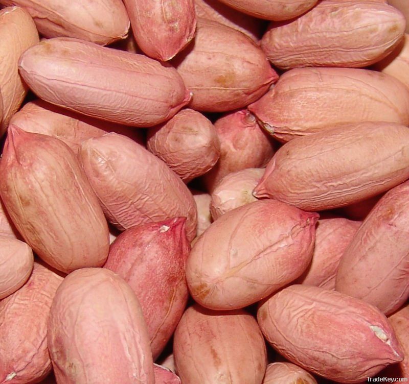 peanut kernels/blanched peanuts/peanuts in shell