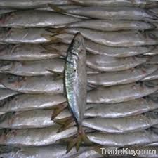 frozen horse mackerel