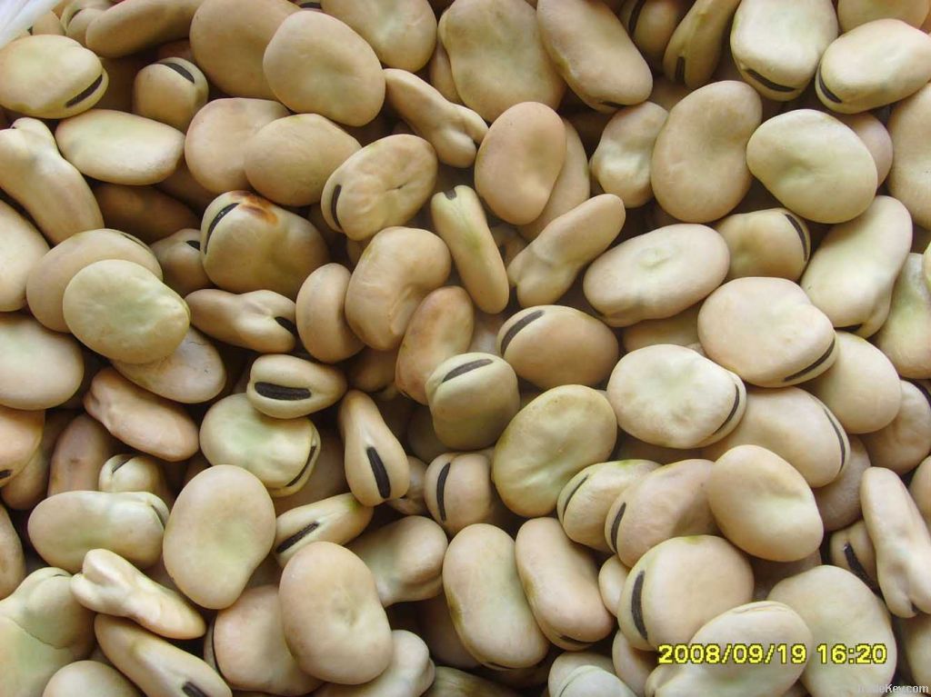 Split broad bean