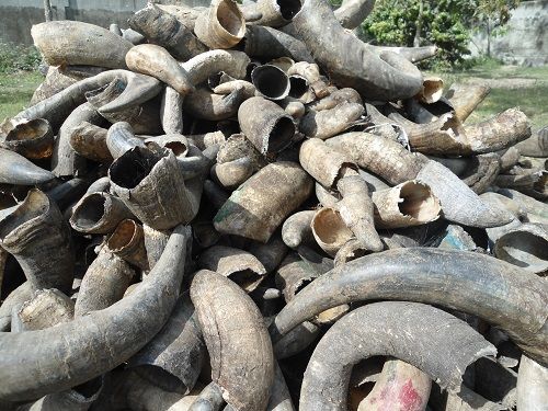 Cows and buffalow Crush/ Cattle bone, bonemeal, Horns and Hoops